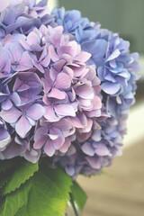 beautiful flowers in a vase.Hydrangea variety.White table and walls
