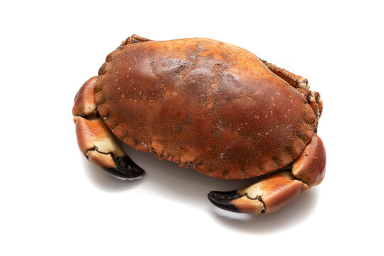 Big crab (Cancer pagurus), isolated on white background. Spanish food concept. In Spanish called "Buey de Mar".