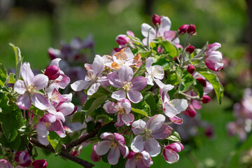 Fresh delicate pink-white opened flowers and buds of an apple tree on a branch with green leaves