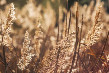 Fototapeta premium Gerona, Catalunya, Spain: 11.22.2022; Thesun light thrue dry herb