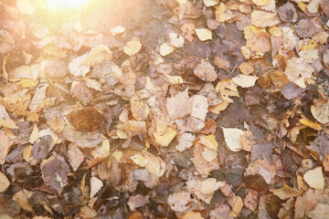 Young girl on a walk in the autumn