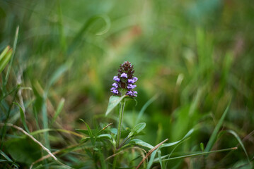 Selective focus of lavender flower in the meadow