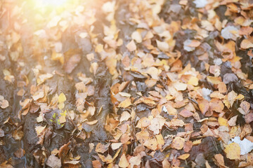 Young girl on a walk in the autumn