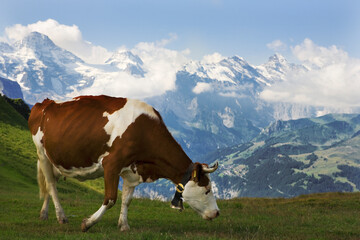 Fototapeta na wymiar A cow on an Alpine meadow above the spectacular Lauterbrunnen valley, with the Lauterbrunnen Wall blocking the head of the valley, Bernese Oberland, Switzerland