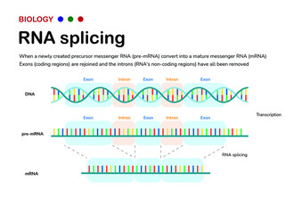 Diagram showing the biological process of RNA splicing to remove intron after transcription and produce mRNA - obrazy, fototapety, plakaty