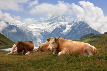 Fototapeta na wymiar Cows on a high alp by the Bachsee, with a chain of high mountains, dominated by the Schreckhorn, over the Lüschental valley: Bernese Oberland, Switzerland