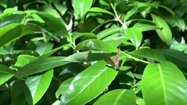 la farfalla in rallenty