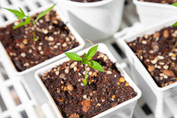 Cannabis seedlings in pots. Growing cannabis indoors residence is legal in Thailand. Cannabis freedom concept