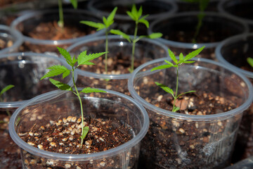 Cannabis seedlings in pots. Growing cannabis indoors residence is legal in Thailand. Cannabis freedom concept