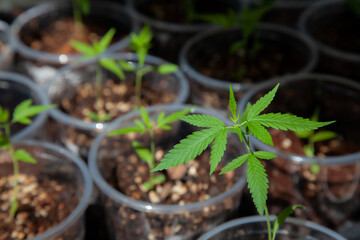 Cannabis seedlings in pots. Growing cannabis indoors residence is legal in Thailand. Cannabis freedom concept