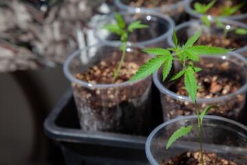 Cannabis seedlings in pots. Growing cannabis indoors residence is legal in Thailand. Cannabis freedom concept