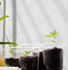 Cannabis seedlings in pots. Growing cannabis indoors residence is legal in Thailand. Cannabis freedom concept