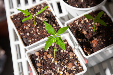 Cannabis seedlings in pots. Growing cannabis indoors residence is legal in Thailand. Cannabis freedom concept