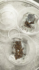 Seed separation cannabis seedlings in pots. Growing cannabis indoors residence is legal in Thailand. Cannabis freedom concept