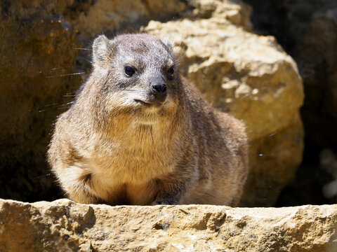 Rock hyrax (Procavia capensis) also called dassie, Cape hyrax, rock rabbit, and seen from front and lying on stone