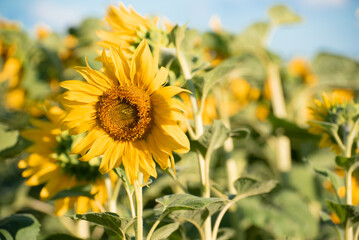 Blossom of sunflowers, field of sunflowers in the afternoon,producing of oil,seeds