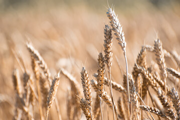 Golden ripe ears of barley field, nature photo. Wheat in Ukraine , growing grains for export and local industry 