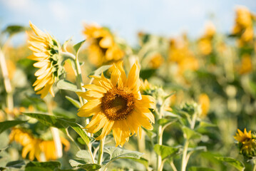 Blossom of sunflowers, field of sunflowers in the afternoon,producing of oil,seeds