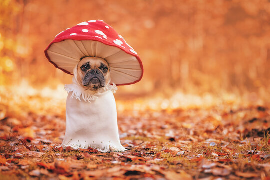Funny French Bulldog dog in unique fly agaric mushroom costume standing in orange autumn forest with copy space
