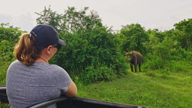 Caucasian female tourist on elephant safari in open roof car watching elephant graze on green foliage