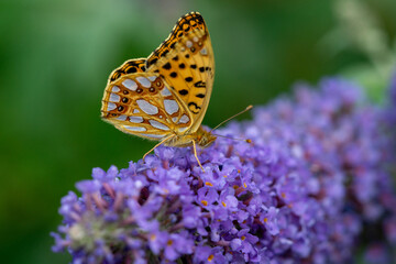 Kleiner Perlmuttfalter im Garten auf einem Flieder