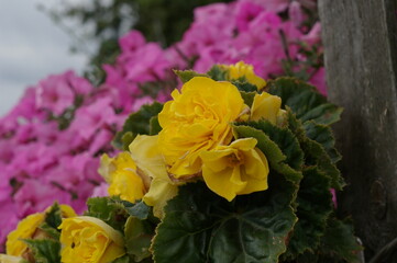Kwiaty w ogrodzie