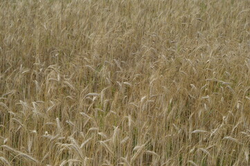 Dojrzały łan zboża