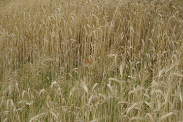 Dojrzały łan zboża