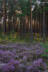 Plakat Purple heather growing in the pine forest lit by evening sun