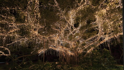 Fairy lights covered fig tree at night-City Botanic Gardens. Brisbane-Australia-104