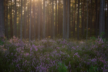 Soft focus image of moody pine forest with purple heather in the foreground lit by evening sun