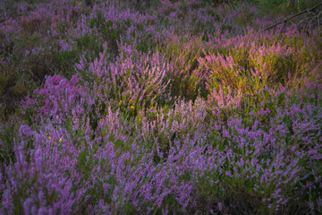 Fototapeta premium Closeup of purple heather carpet lit by evening sun