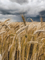 Golden wheat ears against blue, dramatic sky. Agricultural landscape with wheat field and storm clouds in sky. Ripe crop, summer harvest time. Selective focus. Future bread. Natural resource. Concept