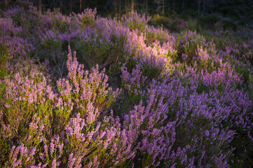 Obraz premium Closeup of purple heather carpet lit by evening sun
