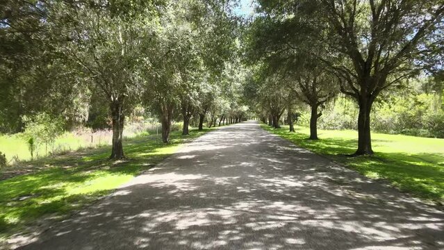 Forward flight down a long tree-lined driveway in southern Florida.  Live oak trees, some with Spanish moss, decorate the side of the roadway.  Impeccable landscaping from the deep South