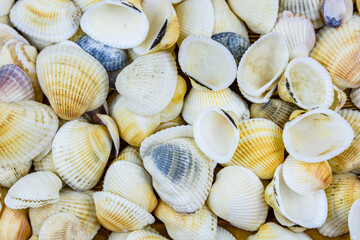 Background of the many sea shells. Natural pattern