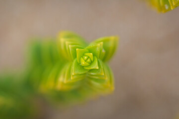 Top view on green sea sandwort (Honckenya peploides) plant. Focus on very top of the plant