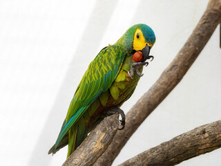 A green parrot on a tree branch eats a hazelnut