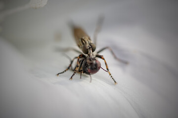 Predator fly with his prey