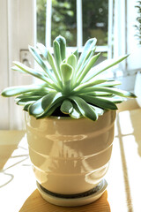 Green potted house plant succulent on wooden table on window backdrop in sunny day. Rear light.
