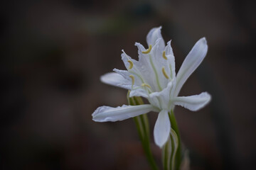 Fototapeta na wymiar White sand lily at dusk