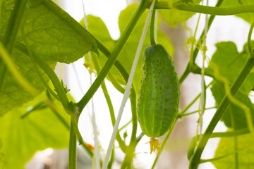 Fresh green cucumber or gherkin with yellow flower growing in a greenhouse
