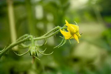 Bright yellow small tomato blooming flower growing in a light and humid greenhouse in spring or summer farmer garden in Poland
