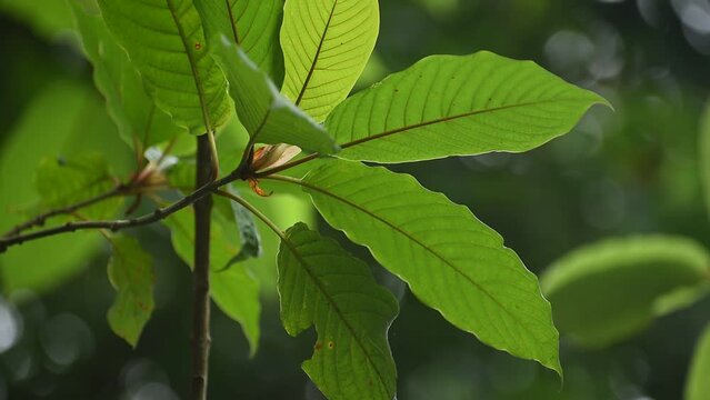 Kratom (Mitragyna speciosa) Mitragynine. Drugs and Narcotics.Kratom is Thai herbal which encourage health.