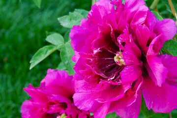 Purple peony flowering close up.