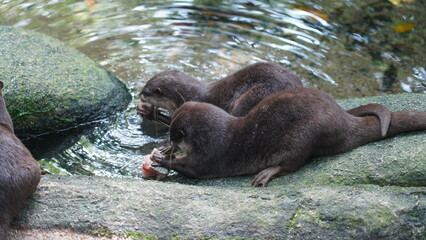 otter in the water