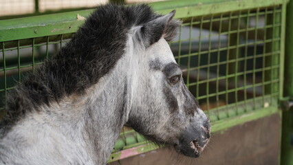 Fototapeta premium closed up of horse 
