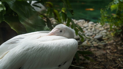 close up of a white and sleepy pelican