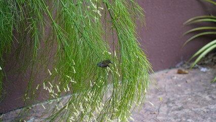 黃腹花蜜鳥, Olive-backed sunbird, Cinnyris jugularis