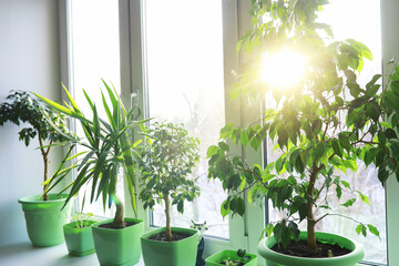 Indoor plants and flowers in pots by the window. Seedlings on the windowsill.